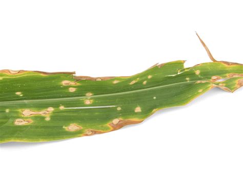 Nécrose en 'V' inversé due à l'anthracnose sur feuille de maïs
