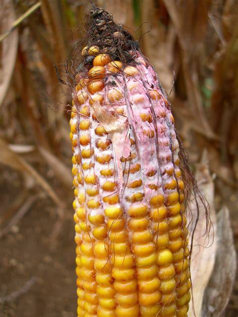Symptômes d'anthracnose sur la tige de maïs