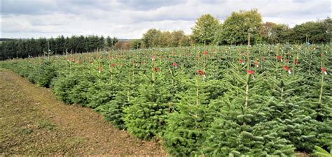 Sapins de Noël en culture dans le Pays d'Othe