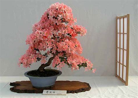 Bonsaï Azalée Satsuki stylisé en forme de cascade