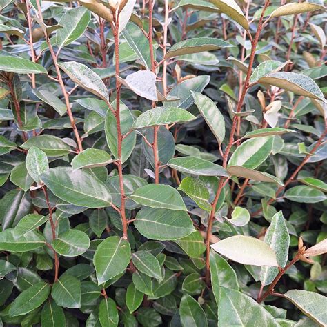 Elaeagnus ebbingei feuillage et baies
