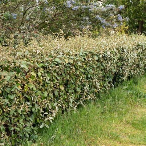 Haie d'Elaeagnus ebbingei bien entretenue