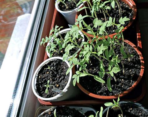 plants de tomates qui filent