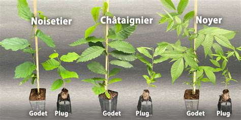 plants acclimatés