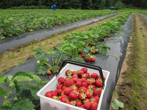 Image d'un champ de fraises paillé avec un film biodégradable