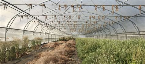 Serres de production de plants et de semences à Sainte-Gemmes-sur-Loire