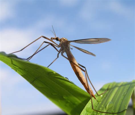 Tipule adulte posée sur une plante