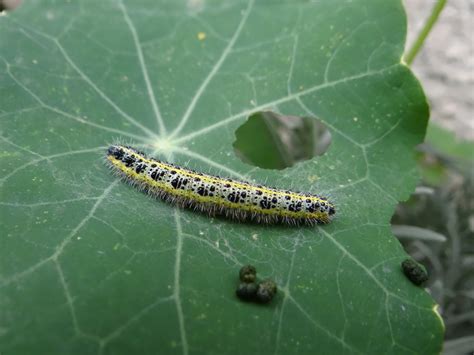 Chenille de piéride sur une feuille de chou