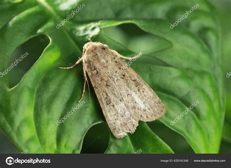 Papillon nocturne sur une plante