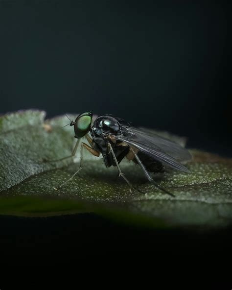 Gros plan d'une altise sur une feuille