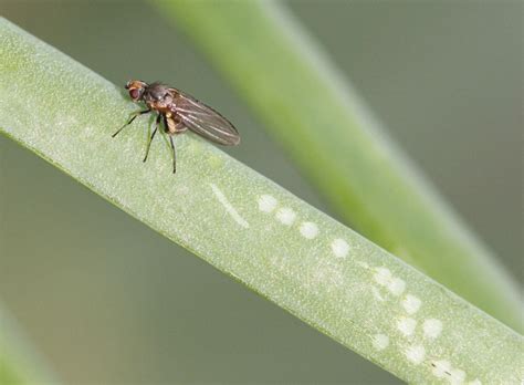 Mouche du poireau en train de piquer une feuille