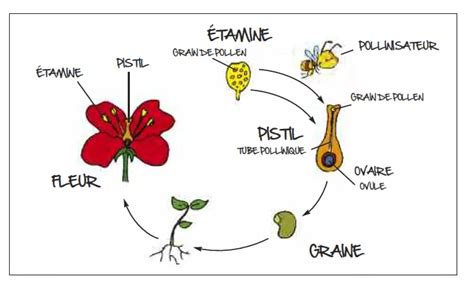Diagramme des besoins en pollinisation des pruniers