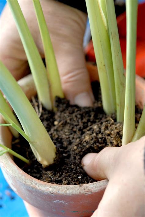 Planter et entretenir la citronnelle en pot