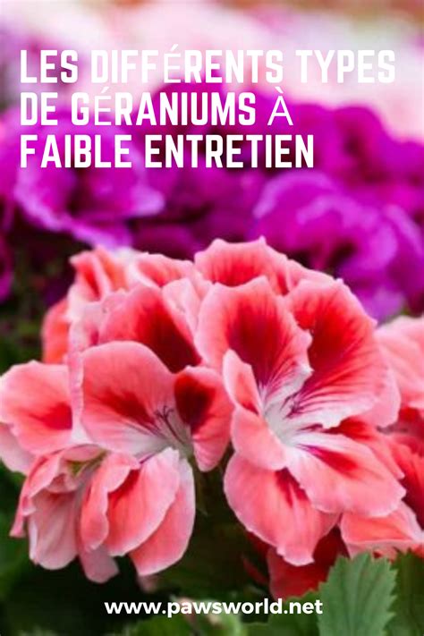 Illustration de différents types de géraniums en fleurs