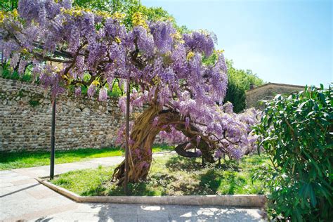 Glycine taillée en arbre avec des fleurs en cascade