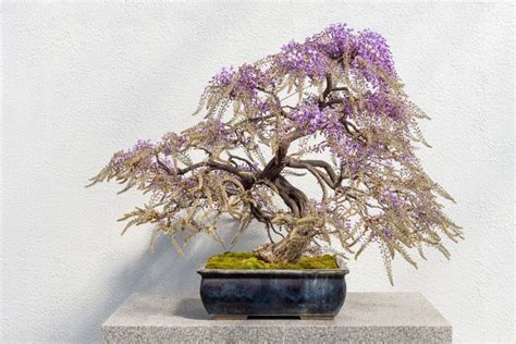 Bonsaï de glycine en fleurs