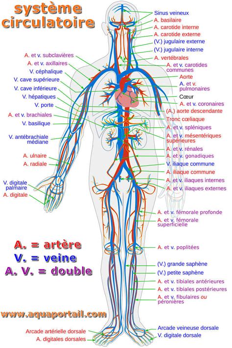 Schéma du système circulatoire des jambes