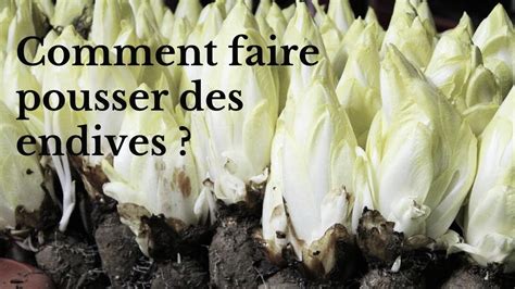 Endives dans un jardin