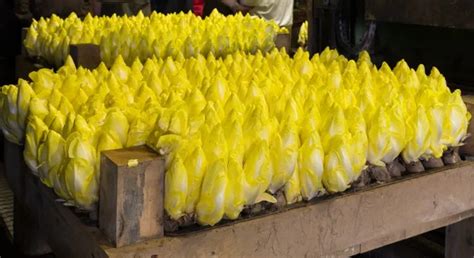 Endives en forçage dans le noir