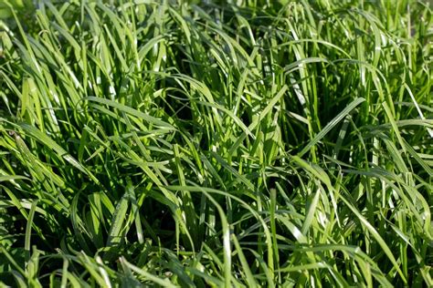Identification du ray-grass en plein champ