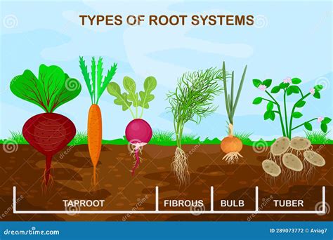 Illustration de racines et rhizomes