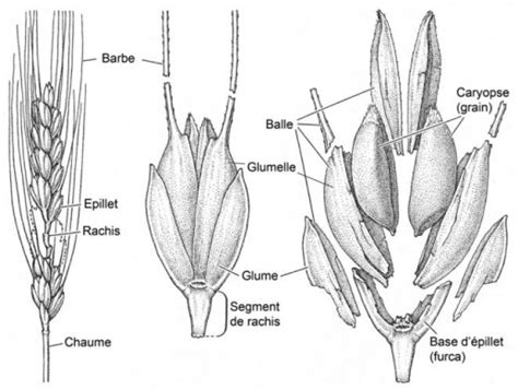 Schéma de l'anatomie d'un épi de blé