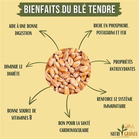Infographie sur les bienfaits nutritionnels du blé poulard