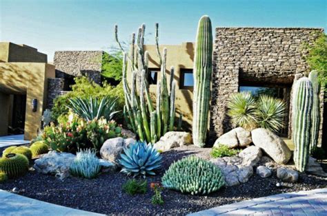 Plantes grasses variées dans un jardin désertique