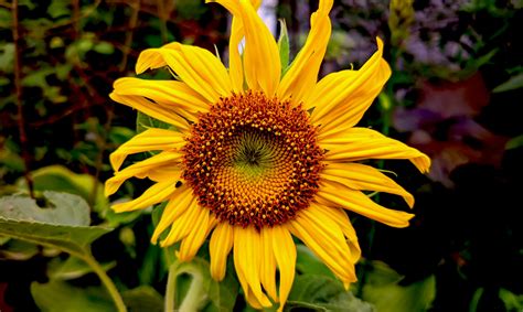 Photo d'un échevéria en pleine floraison