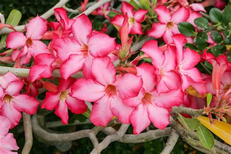 Roses du désert à l'état naturel au Yémen