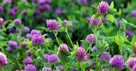 Champ de trèfle violet en fleurs