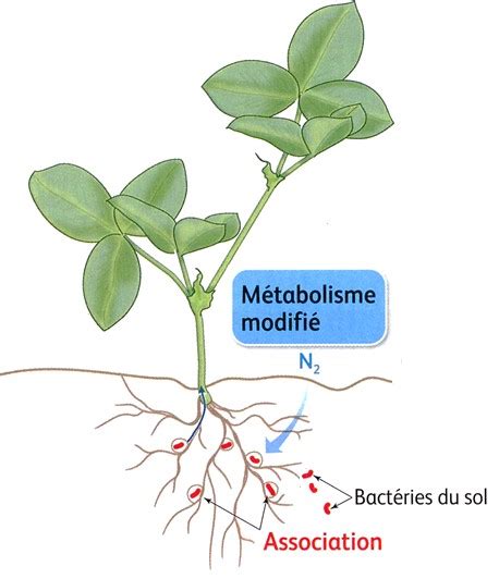 Schéma de la symbiose entre le trèfle et les bactéries fixatrices d'azote