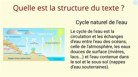 Schéma explicatif de la structure Sokan (double tronc) sur un Acer palmatum