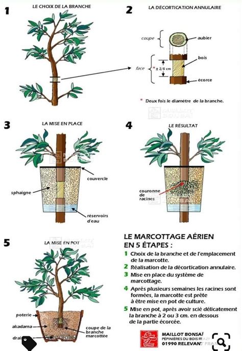 Photo comparative de l'évolution du marcottage de l'Acer palmatum