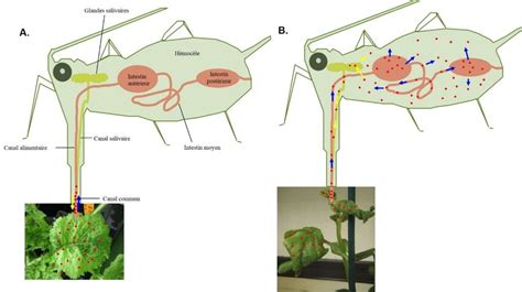 schéma de la transmission des virus par les pucerons