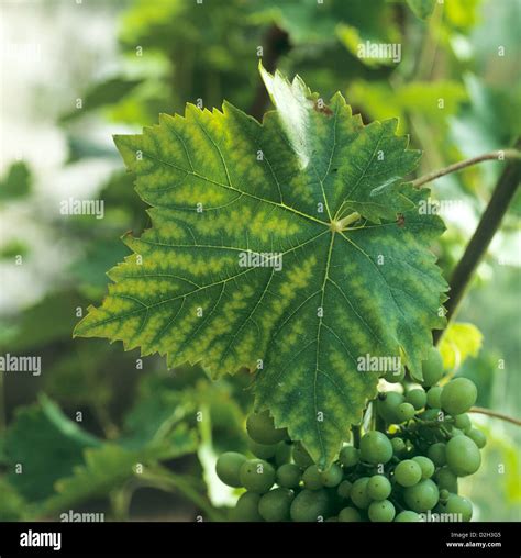 Feuille de vigne carencée en Azote