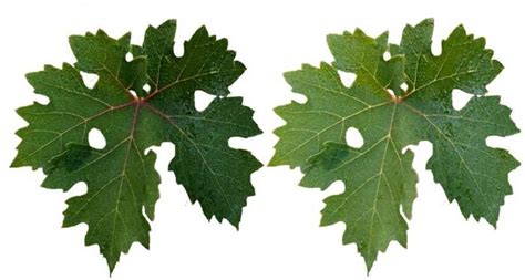 Feuille de vigne carencée en Phosphore
