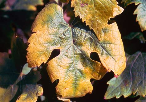 Feuille de vigne carencée en Potassium