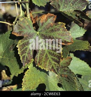 Feuille de vigne carencée en Manganèse