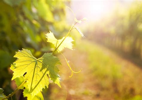 Feuille de vigne carencée en Zinc