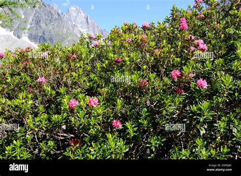Rhododendron ferrugineum en fleur