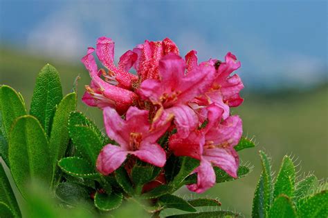 Différences entre Rhododendron ferrugineum et Rhododendron hirsutum