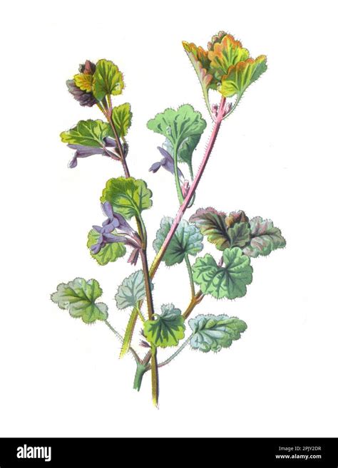 Illustration détaillée de Glechoma hederacea montrant ses feuilles en forme de rein et ses fleurs mauves