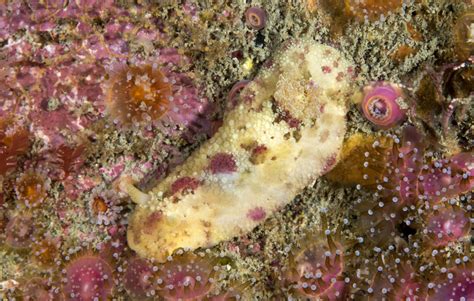 Doris pseudoargus sur un rocher