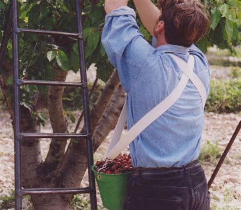 Récolte de fruits avec un panier kangourou ergonomique
