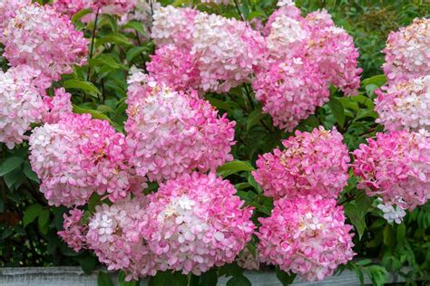 Hortensia 'Vanille Fraise' fleurs en camaïeu