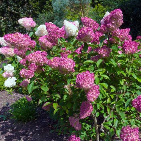 Schéma d'évolution des couleurs de l'hortensia 'Vanille Fraise'