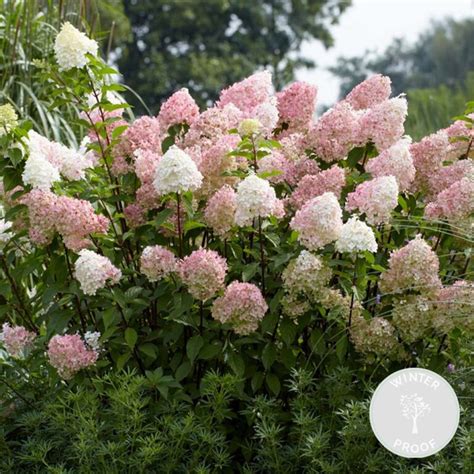 Emplacement idéal pour l'hortensia 'Vanille Fraise'