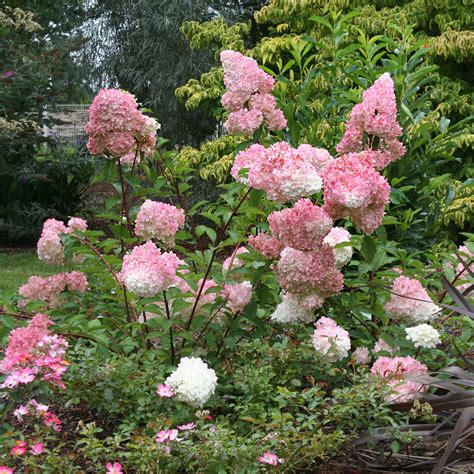 Hortensia 'Vanille Fraise' en pot