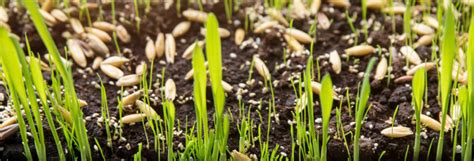 Ligne du temps des réglementations sur les semences en France